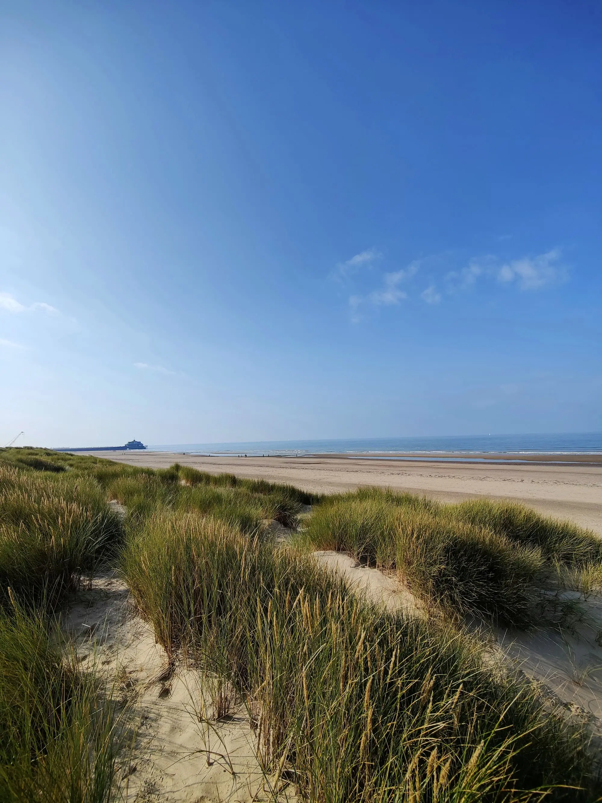 Marram grass on the dunes above a quiet North Sea beach